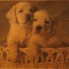 Puppies als Fotogravur auf einer Holzplatte